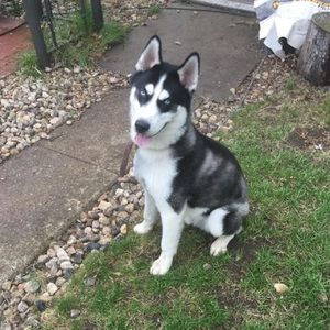 Meet your Posher, Nicky